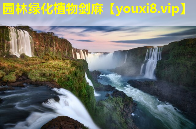 园林绿化植物剑麻
