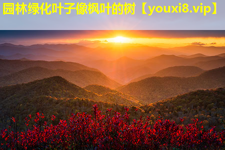 园林绿化叶子像枫叶的树