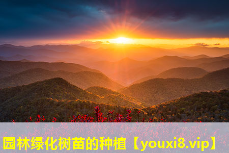 园林绿化树苗的种植