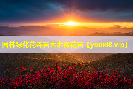 园林绿化花卉苗木木槿花苗