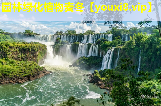 园林绿化植物麦冬