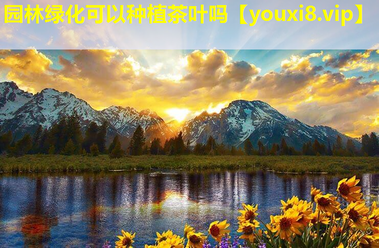 园林绿化可以种植茶叶吗